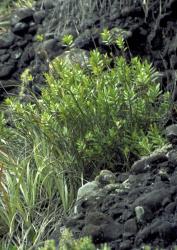 Veronica adamsii. Habit, Tarure Hill, Northland.
 Image: M.J. Bayly © Te Papa CC-BY-NC 3.0 NZ